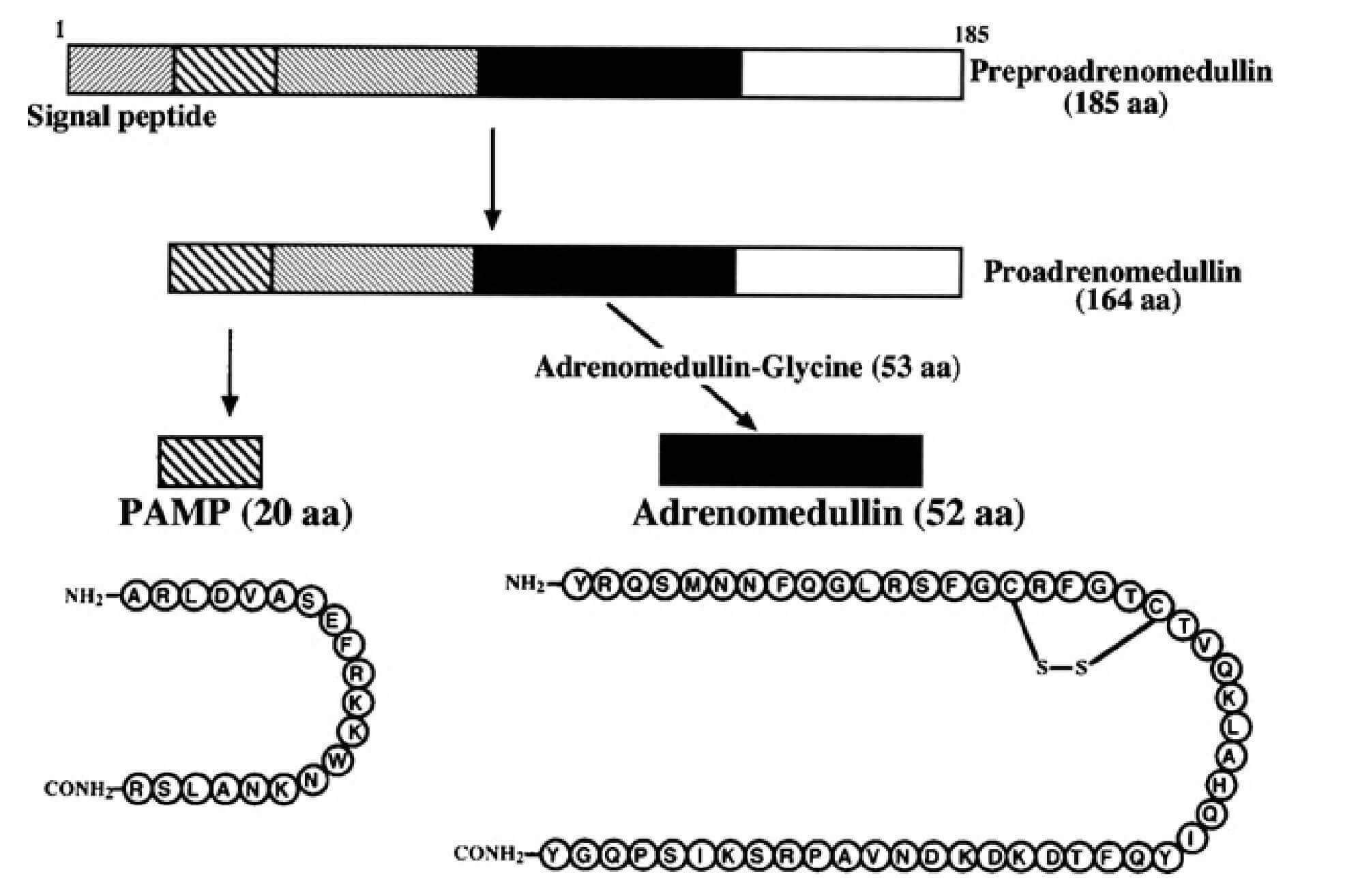 The human adrenomedullin schematic representation.