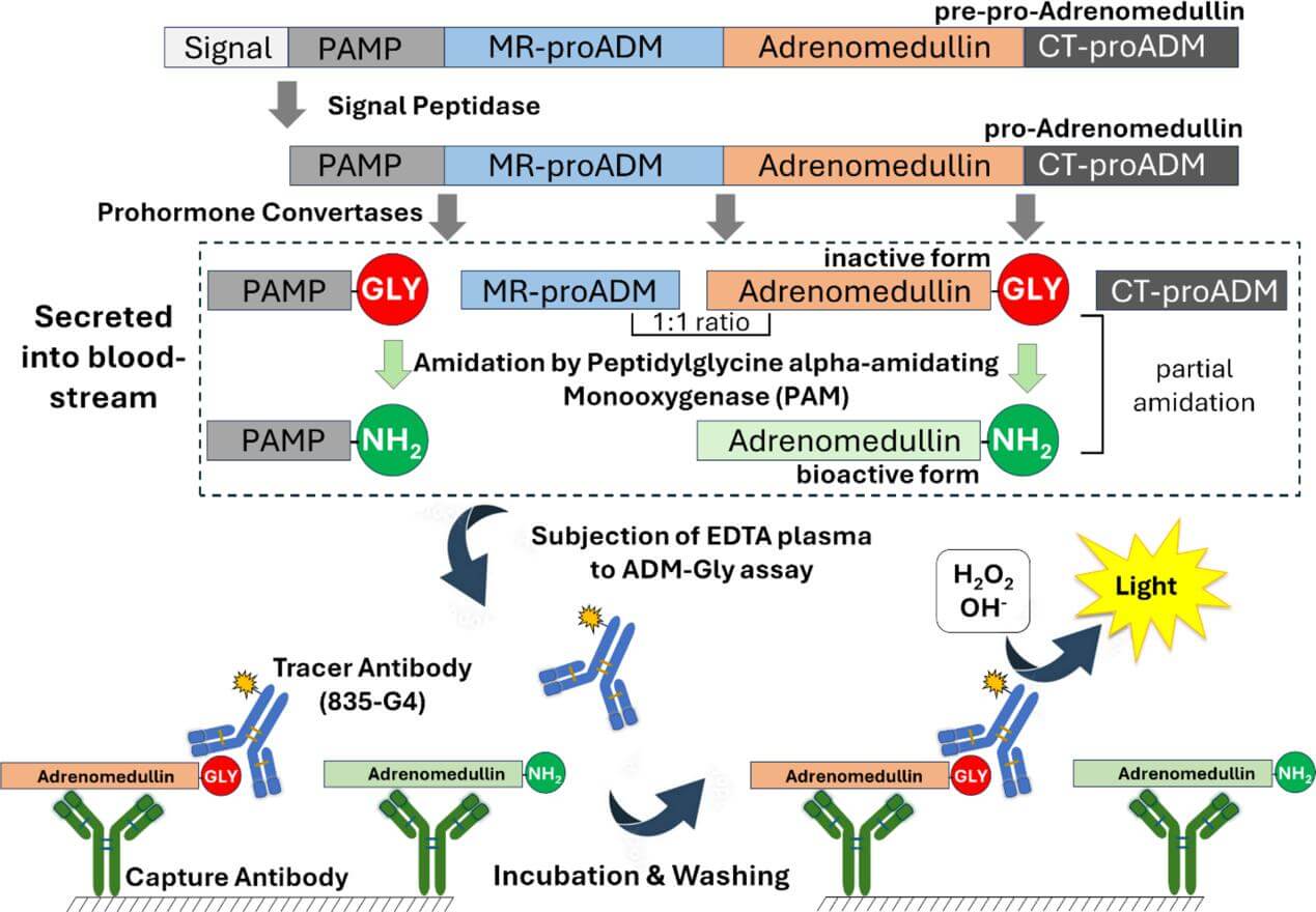 Adrenomedullin processing Schematic representation.