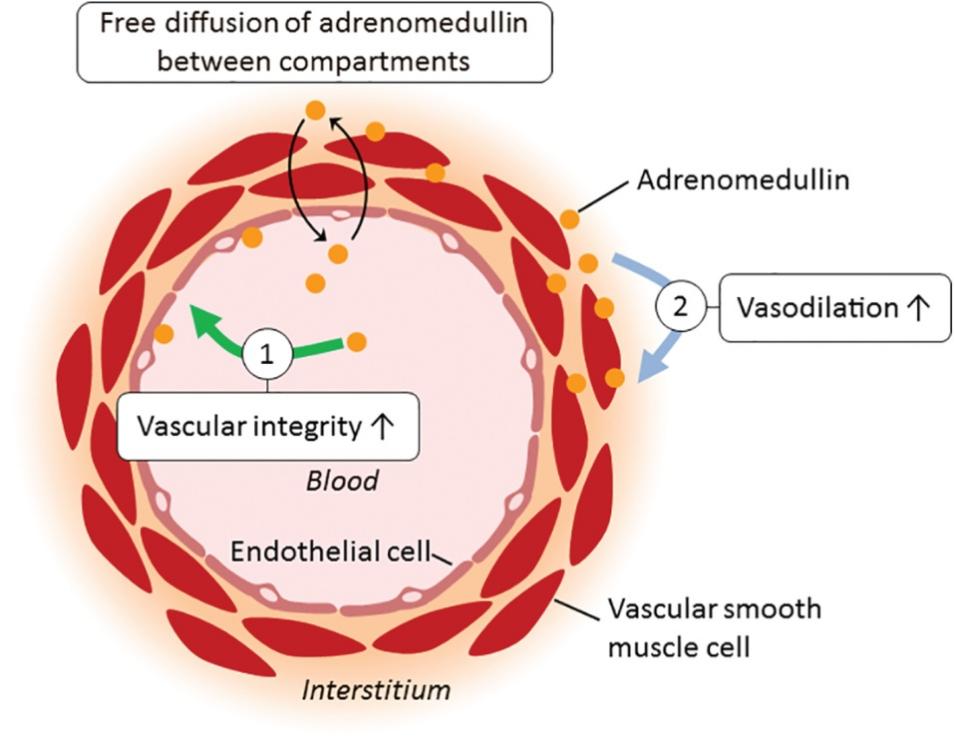 Mode of action of intravascular vs. interstitial adrenomedullin.