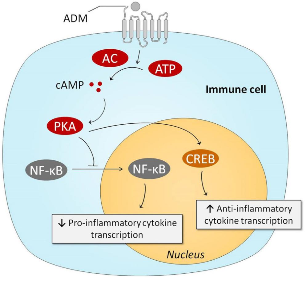 ADM-induced anti-inflammatory effects intracellular mechanisms .