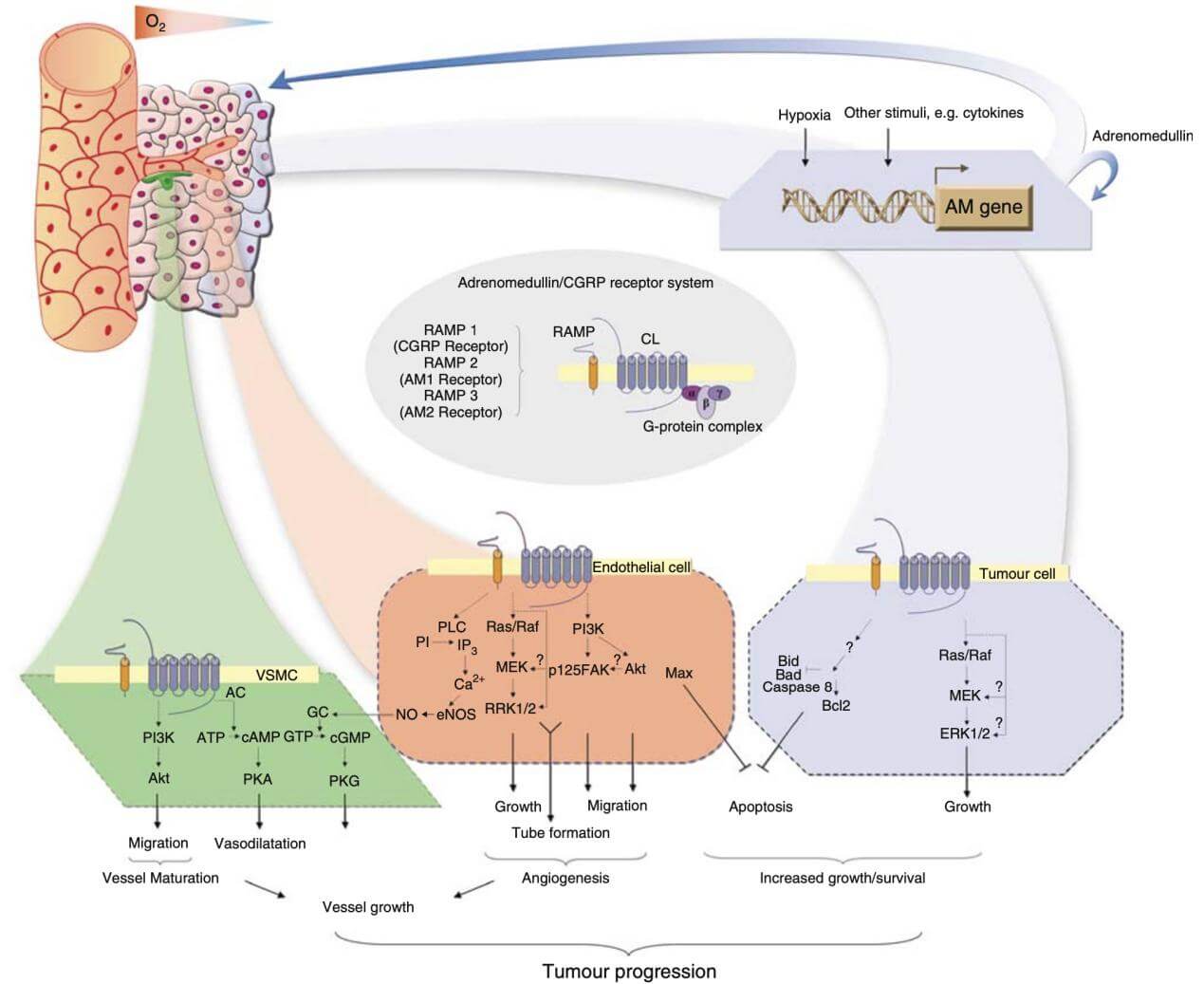 Adrenomedullin role in tumor progression.