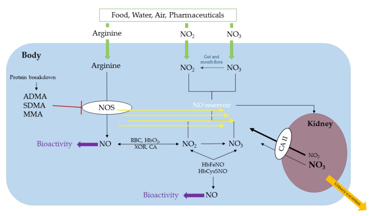 L-arginine/nitric oxide signaling pathway. 