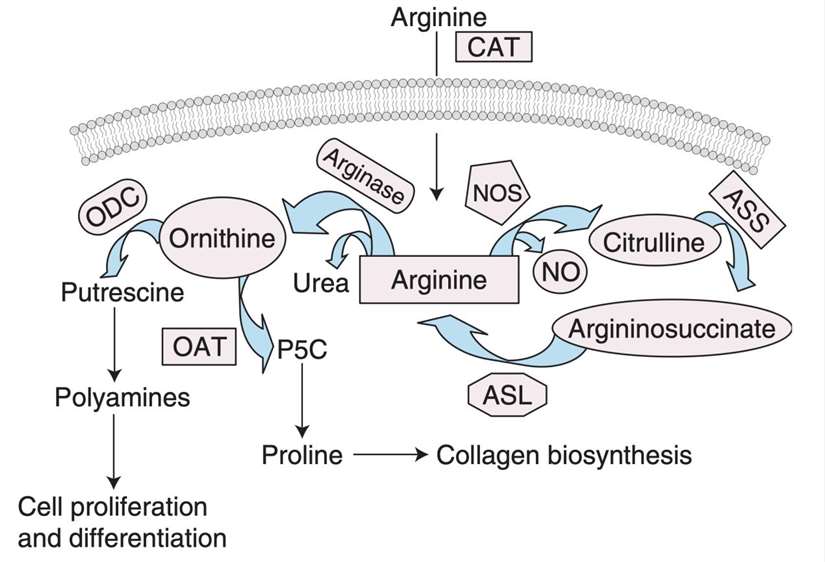 Summary of L-arginine uptake and metabolism.