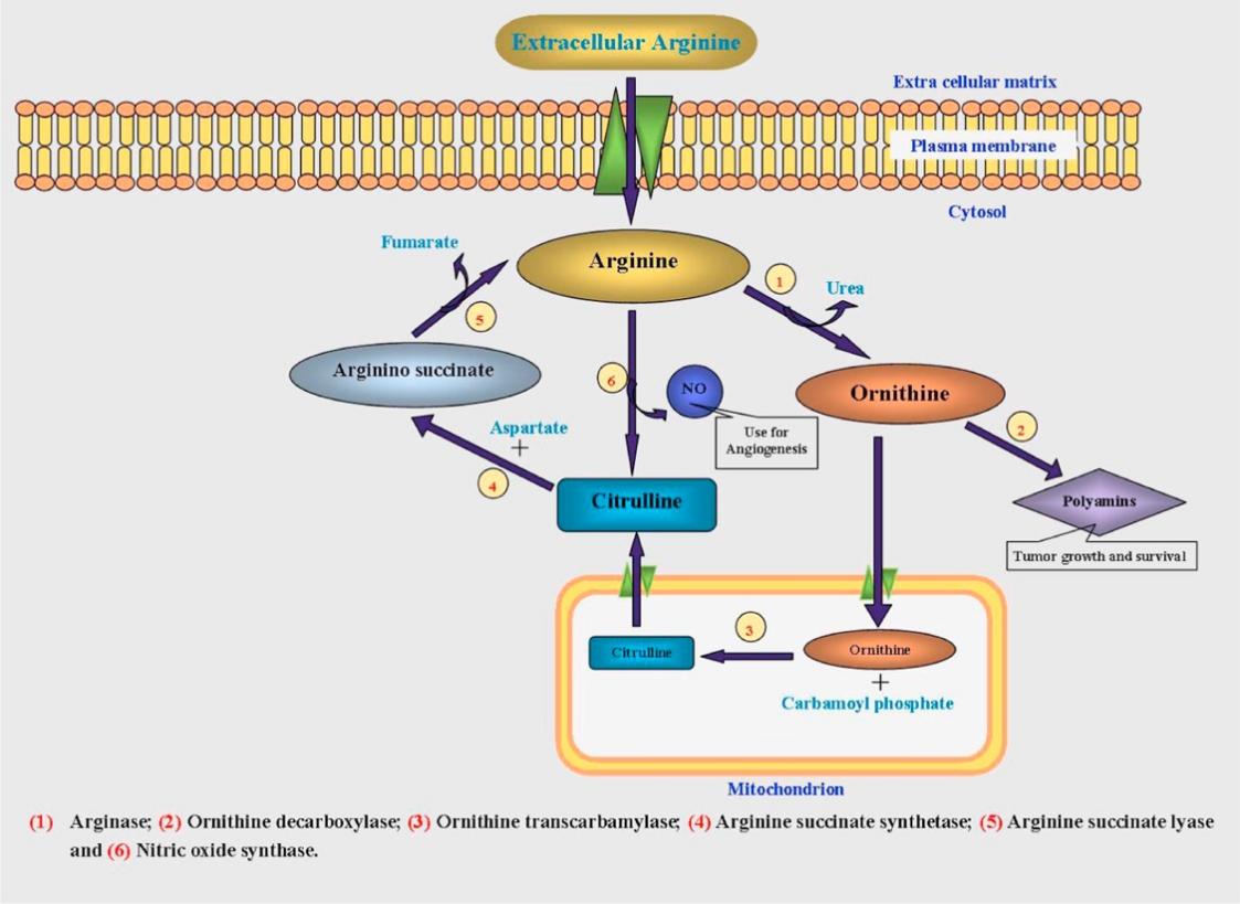 The representation of arginine utilization by tumor cells.