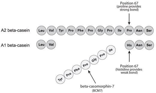 Enhanced beta-casomorphin-7 release from A1 beta-casein in cattle.
