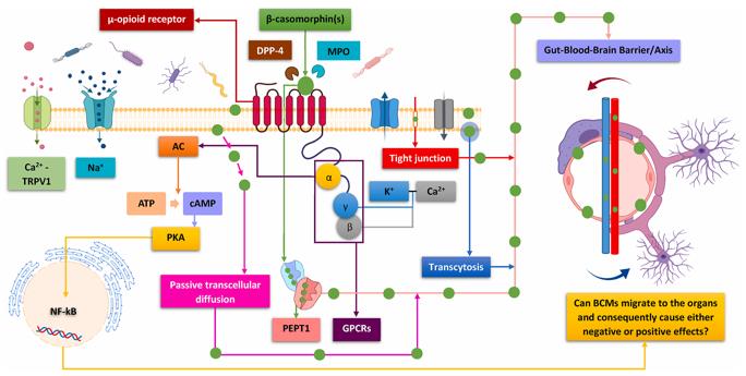 Transport and bioactivity of β-casomorphins.