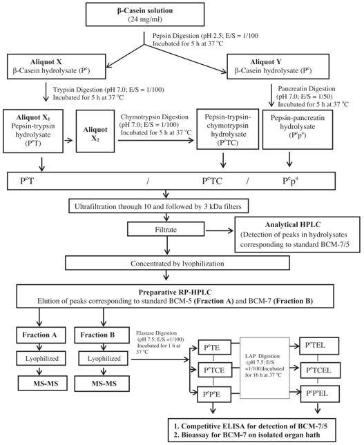 Release of BCM-7/5 in b-casein hydrolysates.