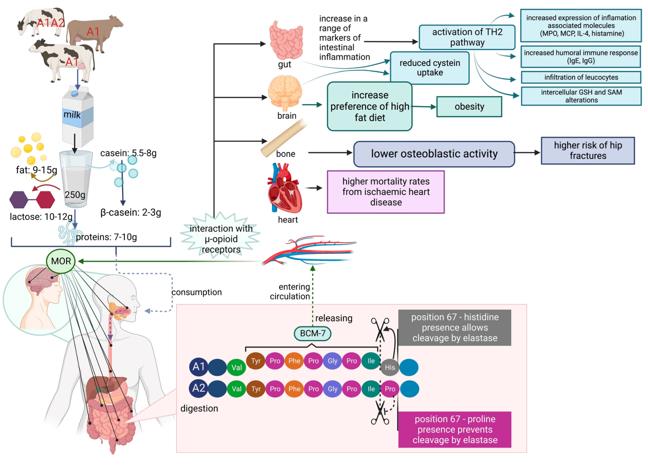 The influence of β-Casomorphin-7 on human body systems.
