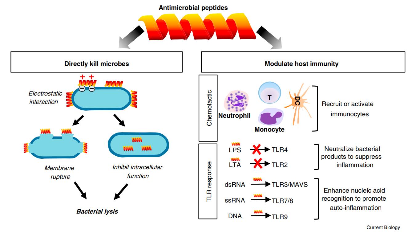 Biological function of cationic antimicrobial peptides (CAMPs).