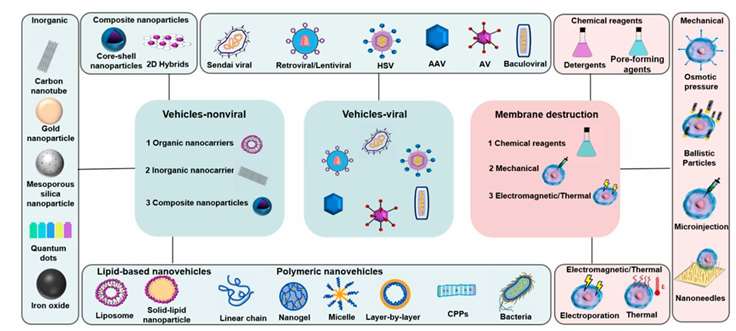 Delivery systems for macromolecular drugs.