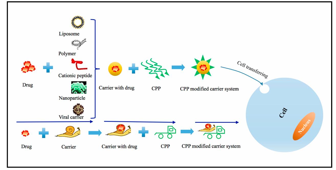 Enhanced drug delivery system by the combination of cell penetrating peptides (CPPs).