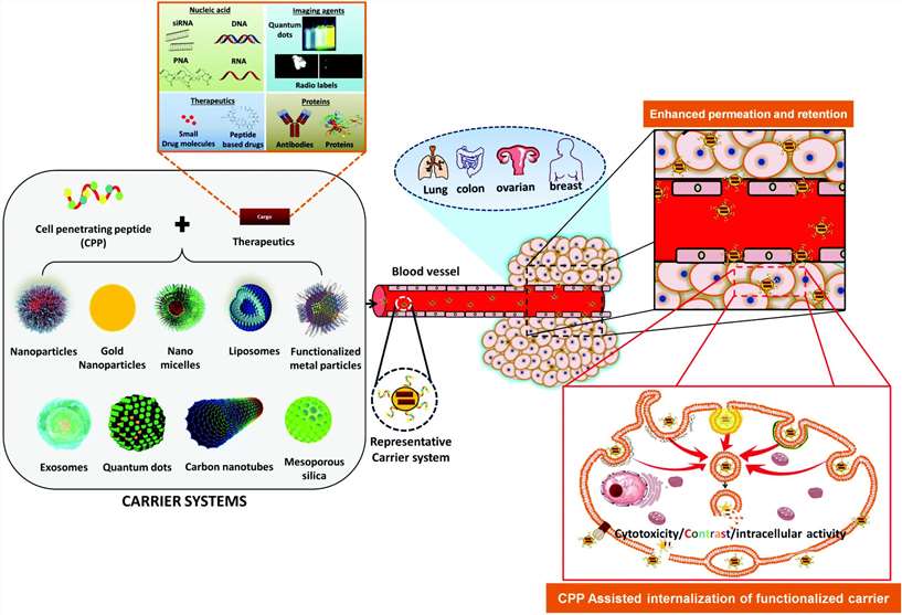 The adaptability of cell penetrating peptides applications in oncology and cancer treatment.