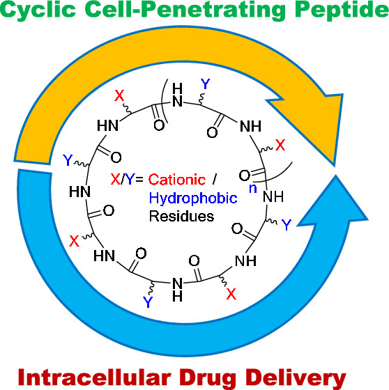 Cyclic cell penetrating peptides as efficient intracellular drug delivery tools.