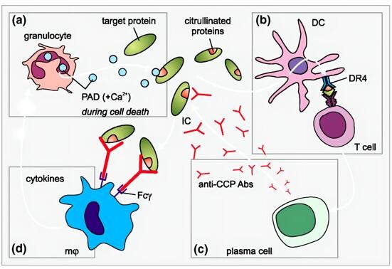 Fig.1 Cyclic citrullinated Peptide Antibody.