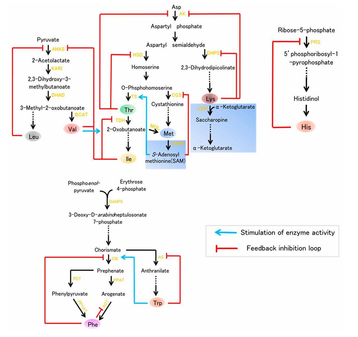 Nine essential amino acids (EAAs) biosynthesis.