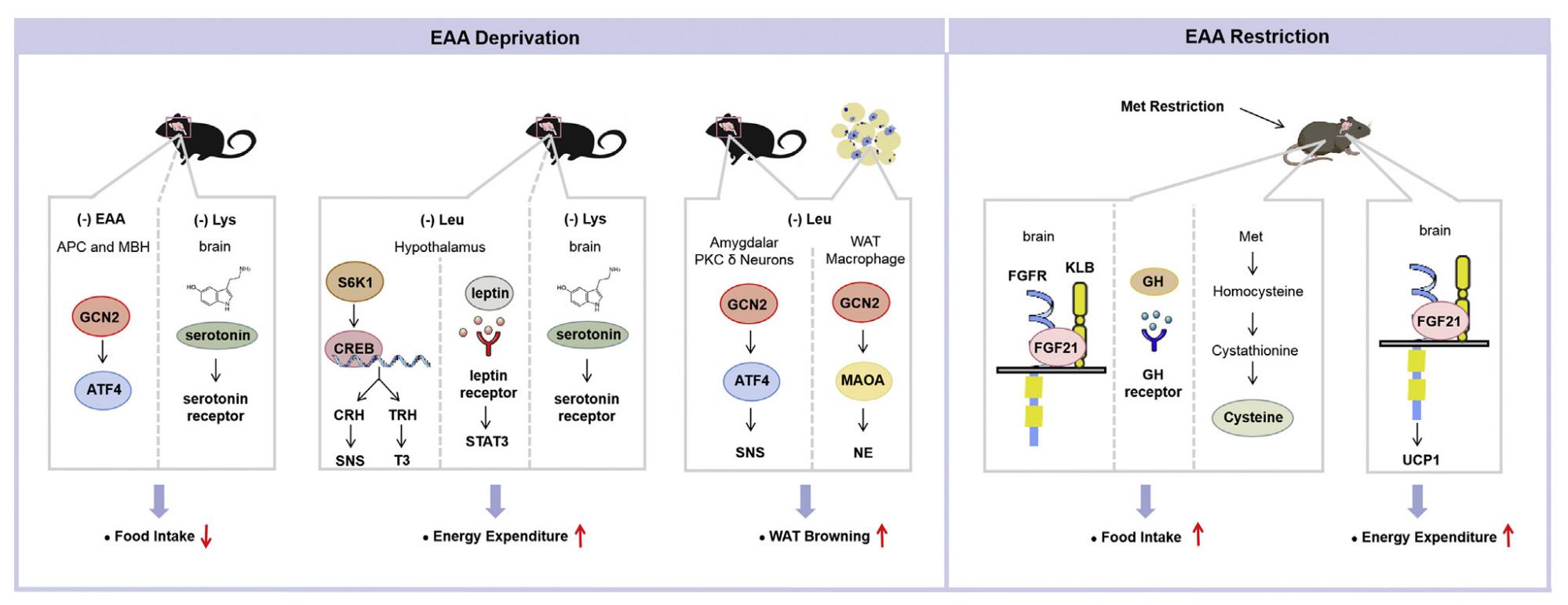 Functions of essential amino acid (EAAs) deprivation or restriction on energy balance.