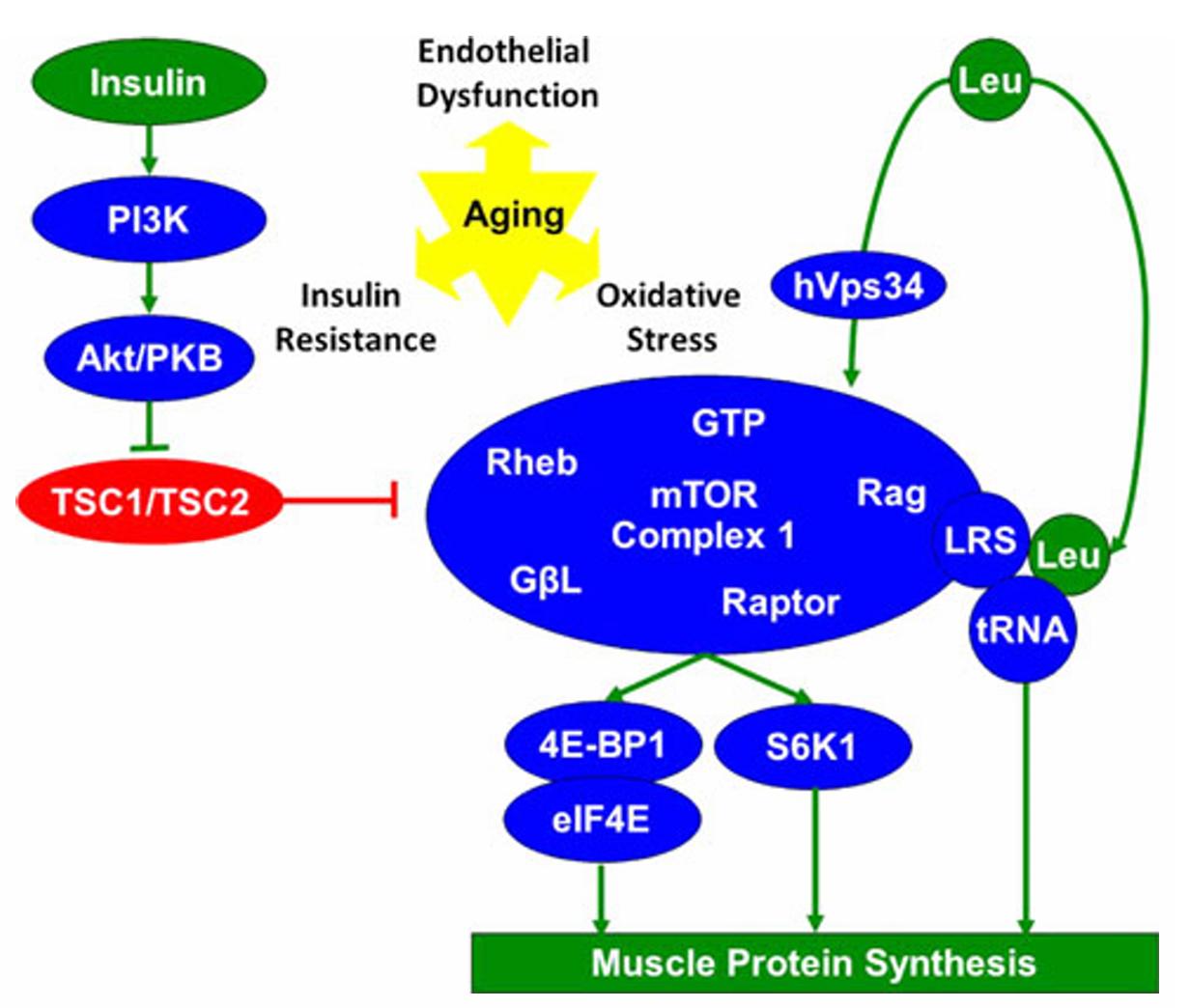 Regulation of skeletal muscle protein synthesis by essential amino acids(EAAs).