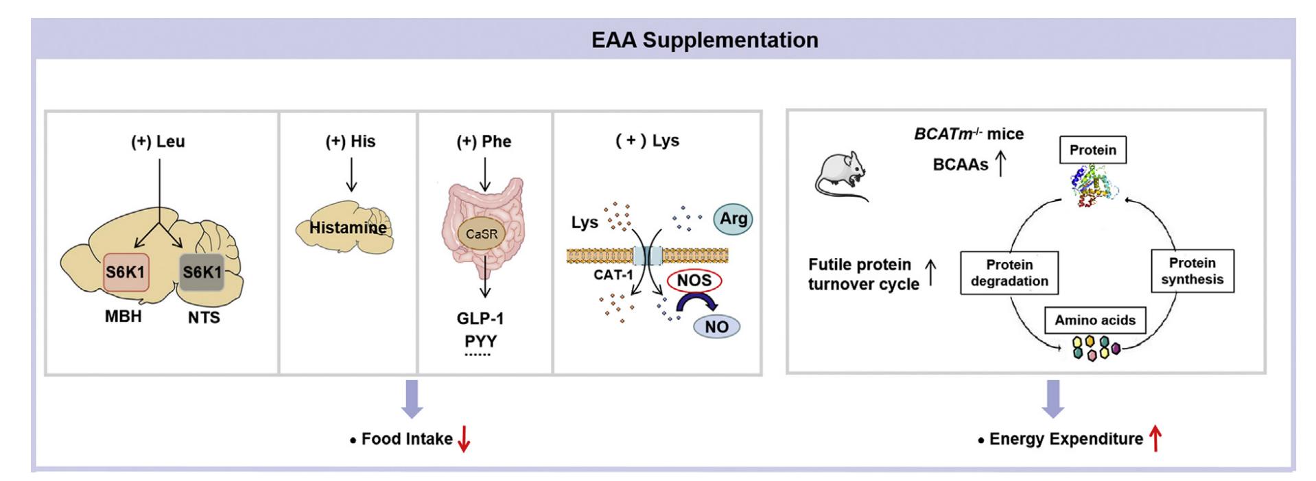 Effects of essential amino acid(EAAs) supplementation on energy balance.