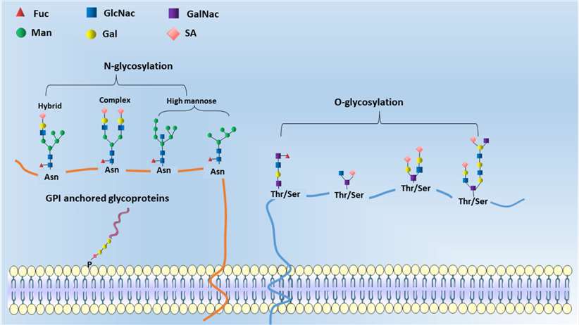 Glycoprotein peptides (GPs) with N-glycosylation and O-glycosylation.