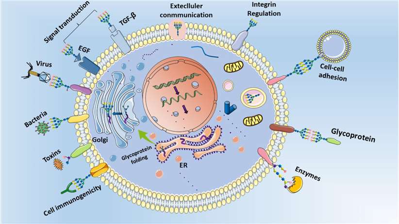 Biological roles of Glycoprotein peptides (GPs) in cells.