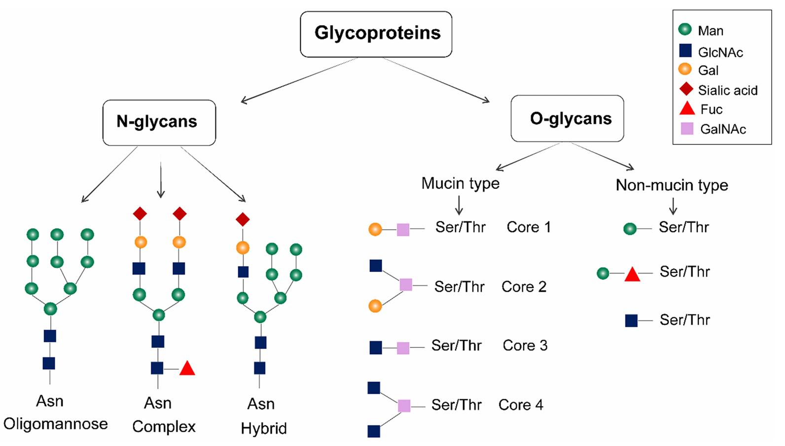 Structure of Glycoprotein peptides (GPs).