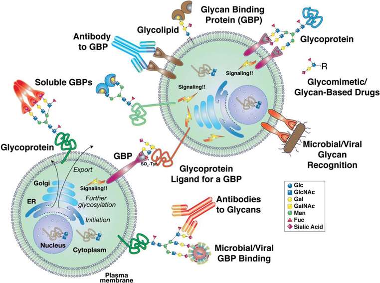 Glycoprotein peptides (GPs) and glycolipids.