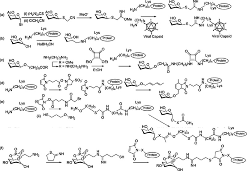 Convergent protein glycosylation.