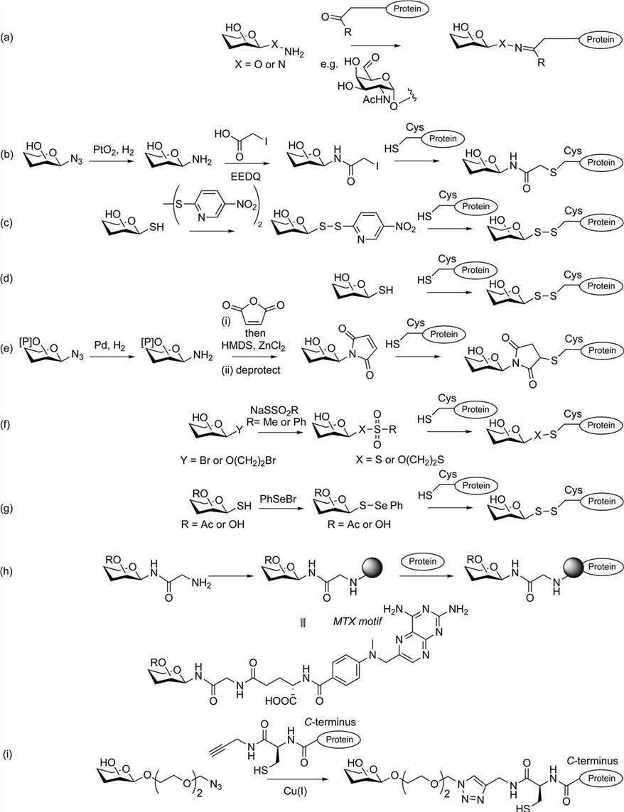 Site-specific methods of protein glycosylation.