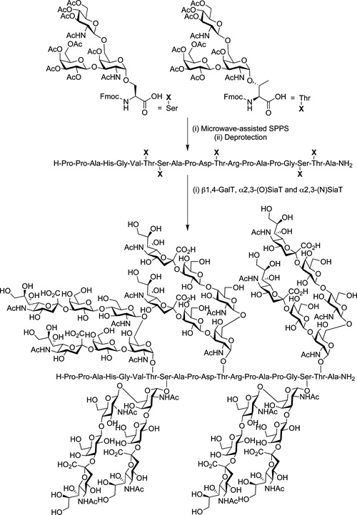 Synthesis route of a glycosylated fragment of MUC1.