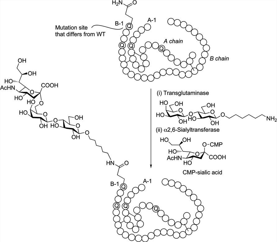 Insulin TGase-catalyzed glycosylation.