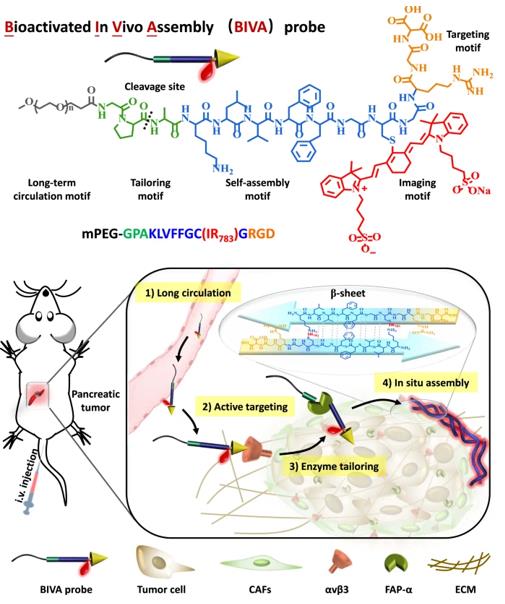 Fig.2 The chemical structure of BIVA probe and its application in mouse diagnosis.