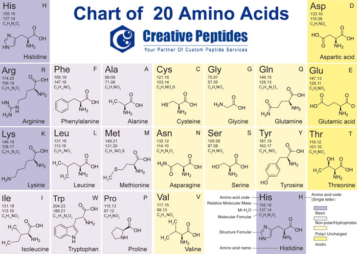 20 Amino Acids Chart Pdf