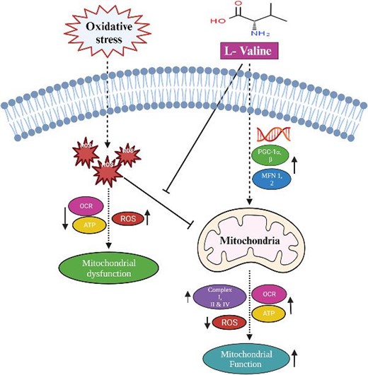 Valine(Val) improves mitochondrial function and protects against oxidative stress.