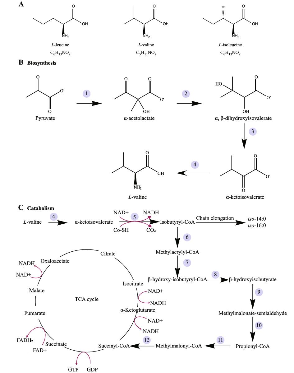 The structure and pathways.