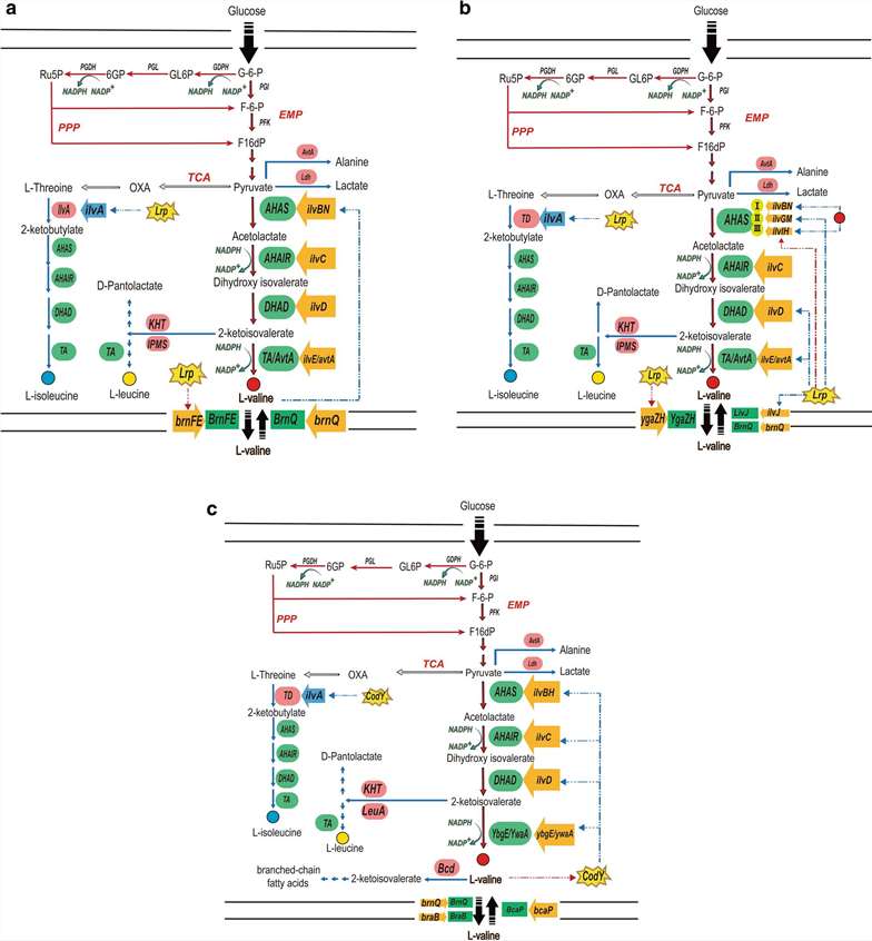 Summary of biosynthetic pathway of L-valine.