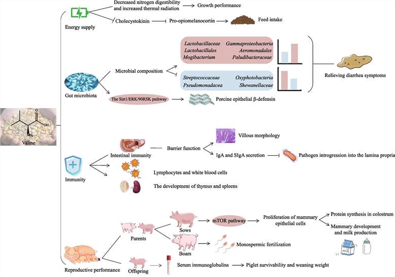 Roles of valine in swine nutrition and whole-body homeostasis.
