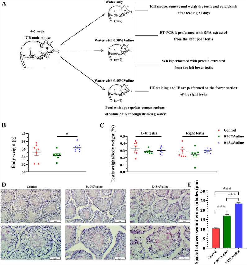 Affects of l-valine treatment on mouse growth, testis development and structure.