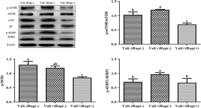 Affects of valine on protein expression of mTOR signaling pathway.