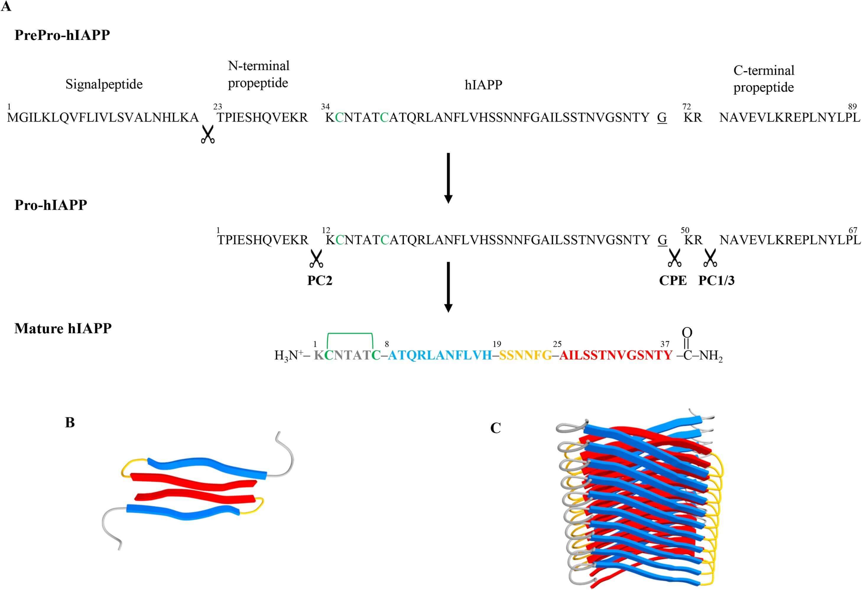 Amino acid sequences and processing steps leading to mature Amylin. 