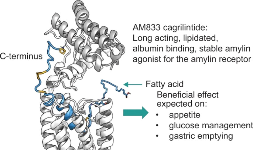 Cagrilintide is the Amylin analog. 