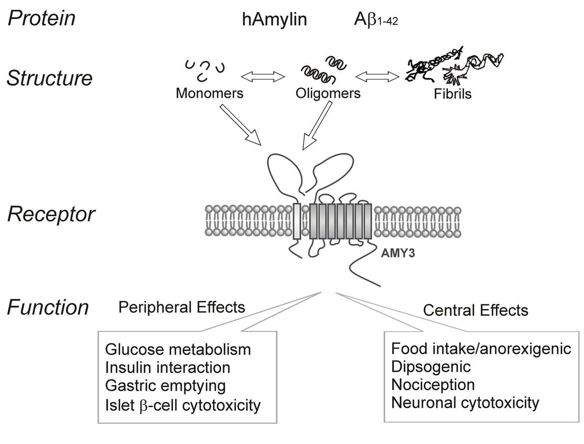 Overview of human amylin and amyloid-beta (Aβ1-142).