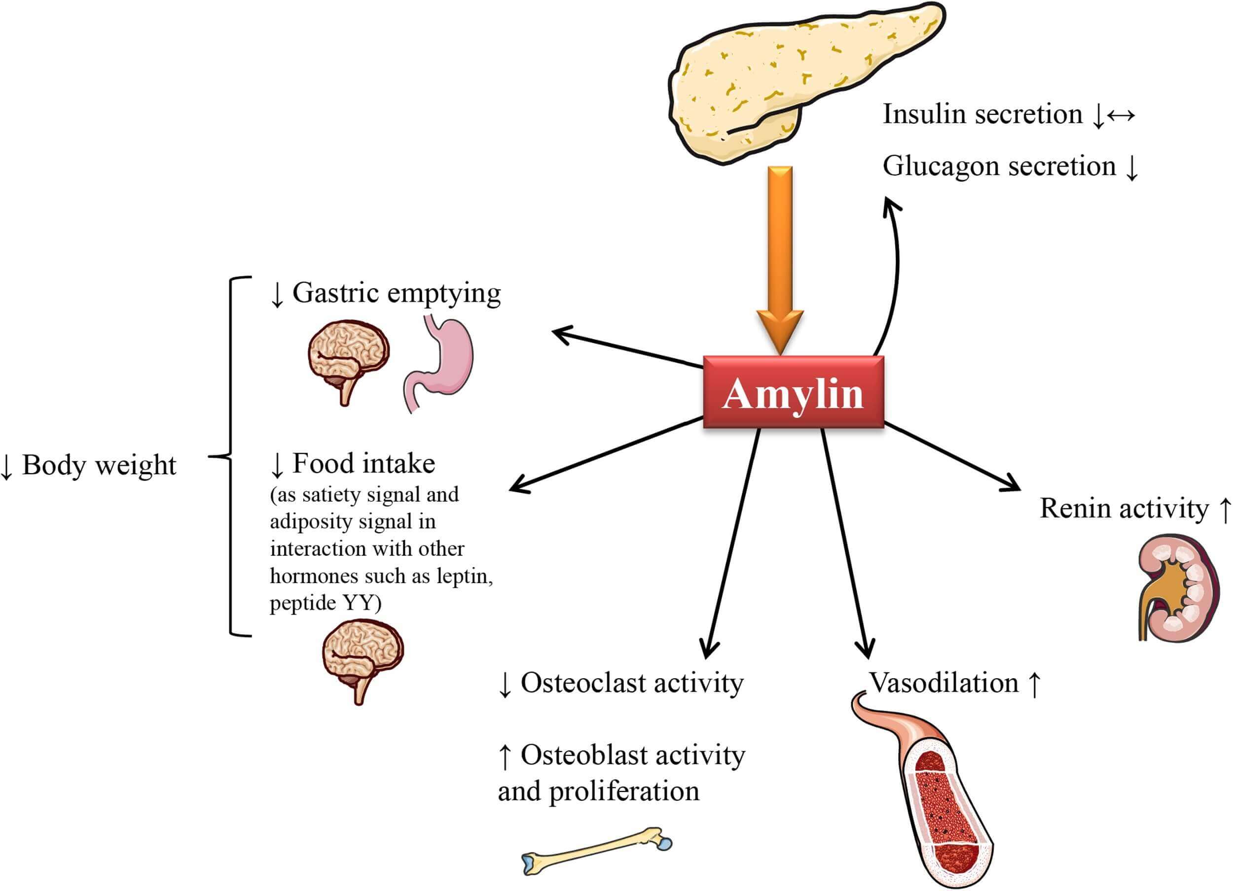 Amylin physiological role 