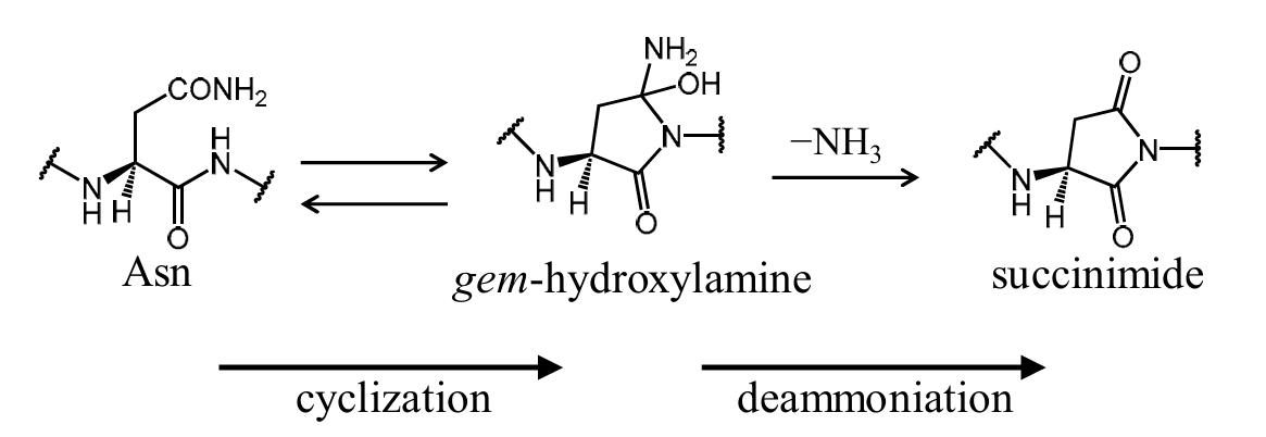 Asparagine Cyclization.