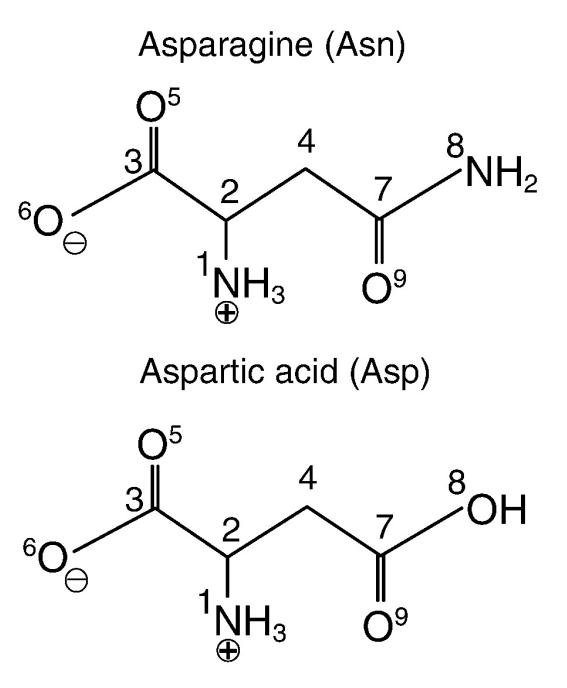 The aspartic acid (Asp) and asparagine (Asn).