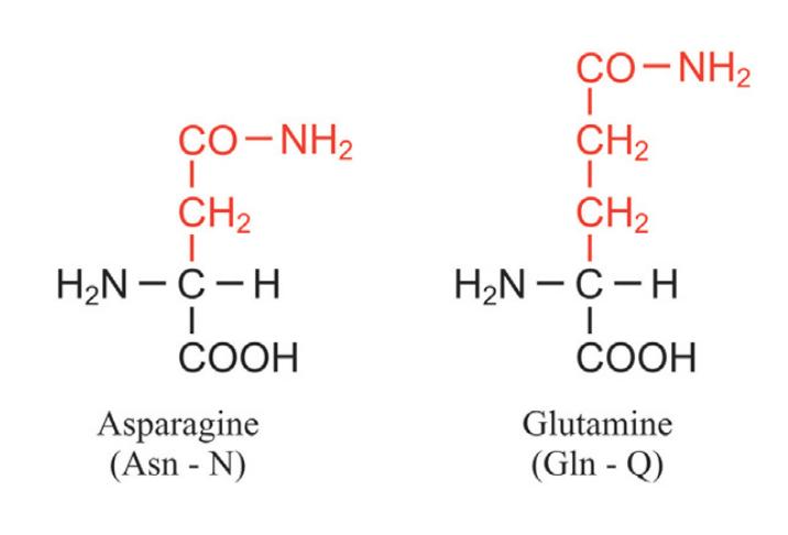 Asparagine and Glutamine