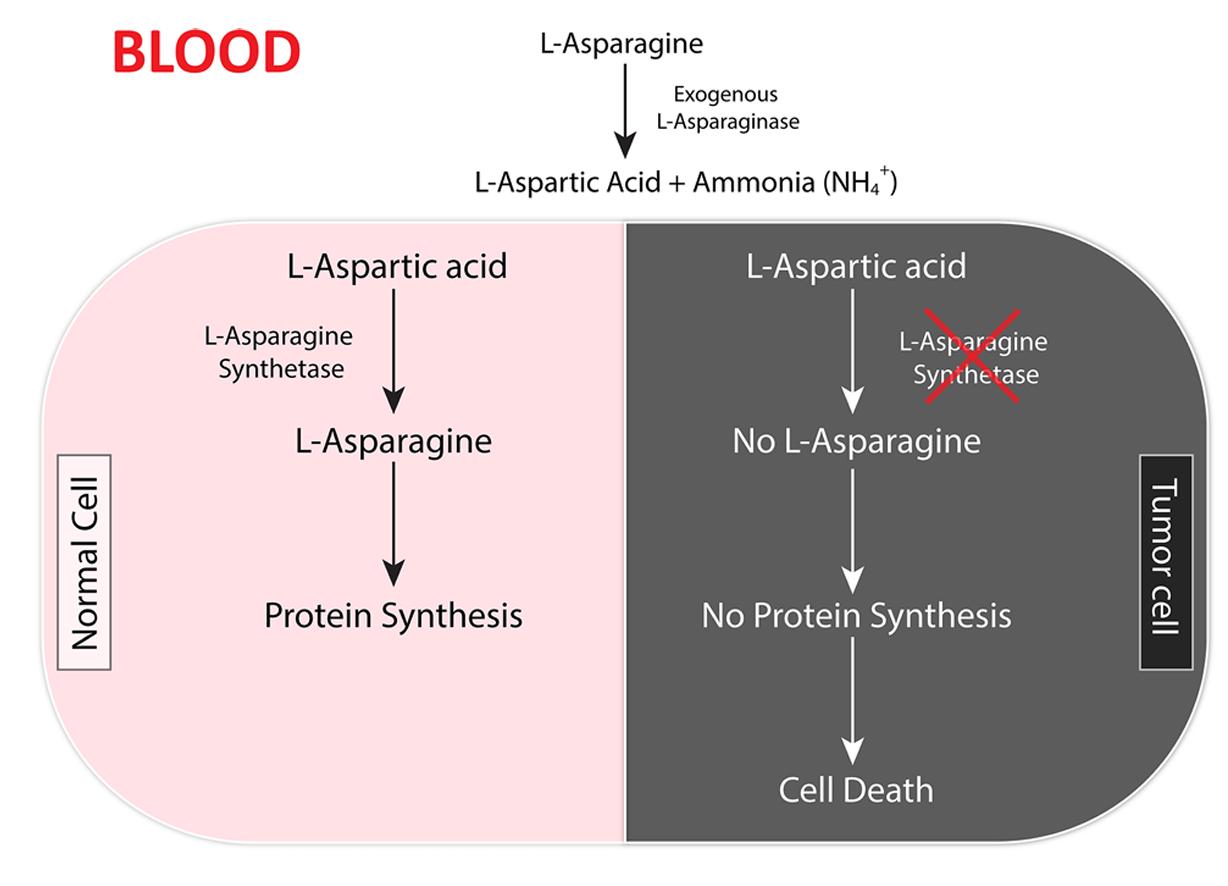 L-asparaginase mechanism of action.