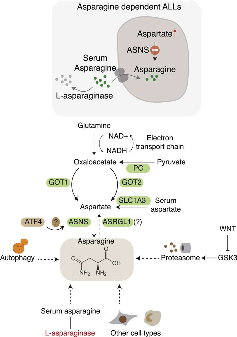 The availability of asparagine is dictated by both synthesis and uptake.