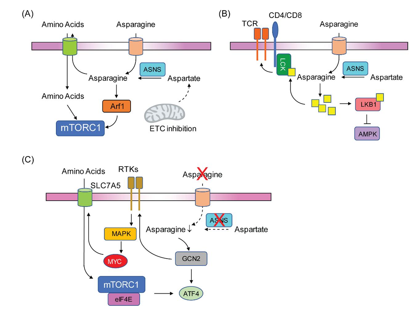 Signaling pathways regulated by asparagine (Asn) or its depletion.