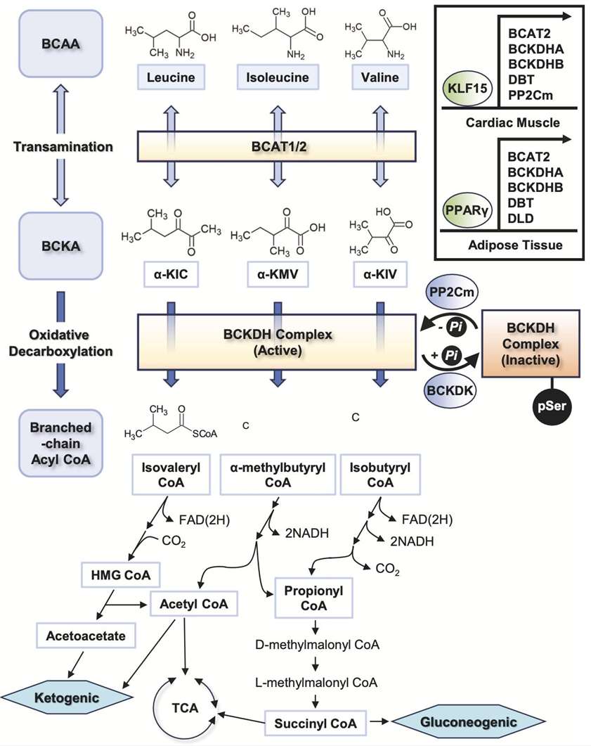 The main steps of branched-chain amino acids (BCAAs) catabolism.