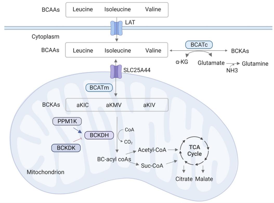The metabolism of branched-chain amino acids (BCAAs).